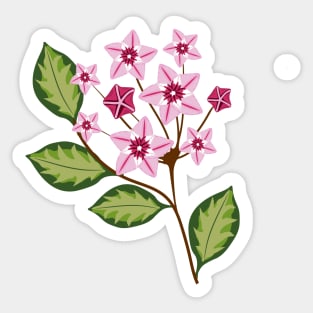 Hoya australis plant with flowers Sticker